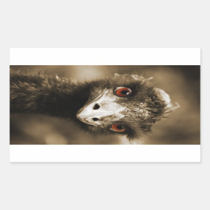 Ostriches Look pegatinas