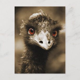 Ostriches Mira postal