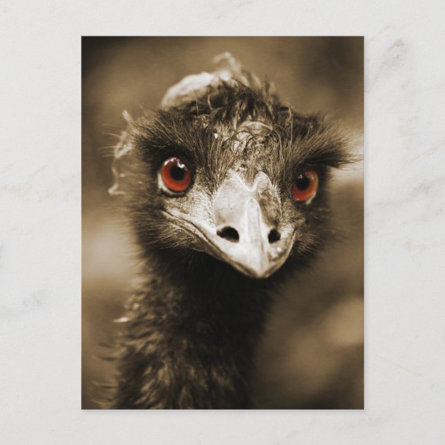 Ostriches Mira postal (Anverso)