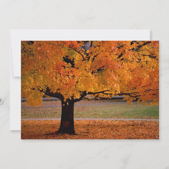 otoño (1) (Anverso)