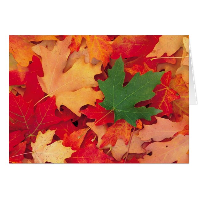 otoño (15) (Anverso (Horizontal))