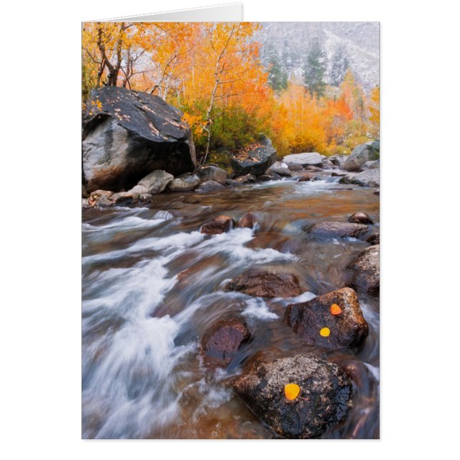 Otoño a lo largo de Bishop Creek, CA (Frente)