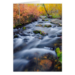 Otoño a lo largo de Lundy Creek, California