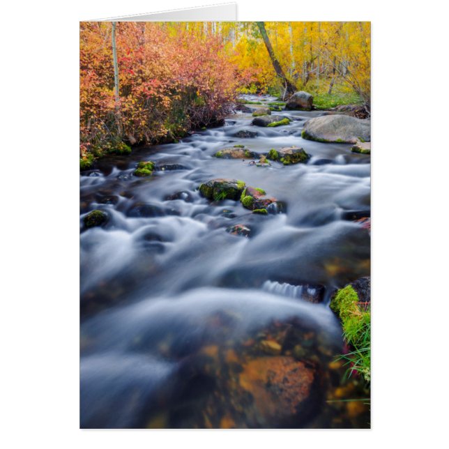 Otoño a lo largo de Lundy Creek, California (Frente)
