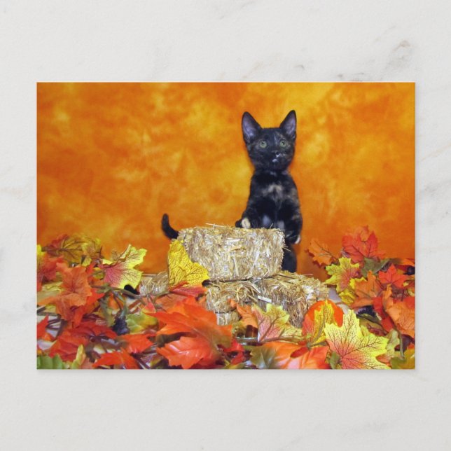 Otoño de Ashlynn - Postales gata/gatita (Anverso)