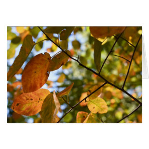 Otoño de otoño deja fotografía de la naturaleza de