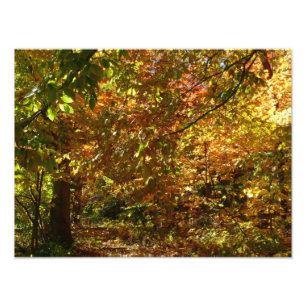 Otoño de otoño II Fotografía de otoño amarilla