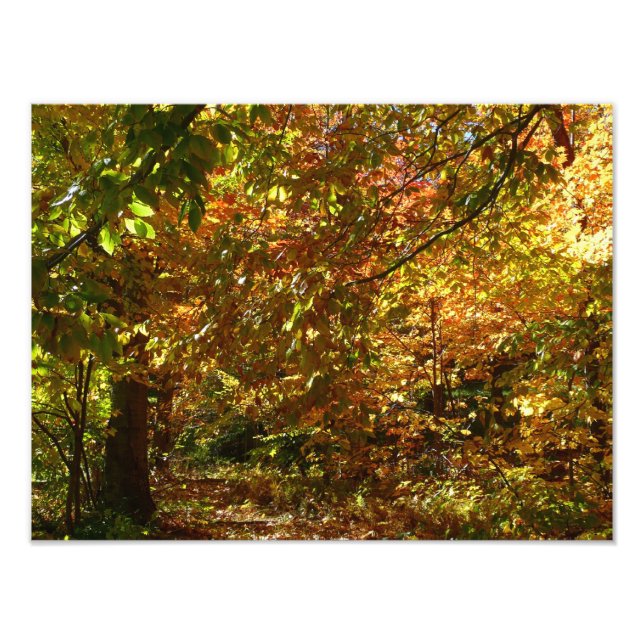 Otoño de otoño II Fotografía de otoño amarilla (Frente)