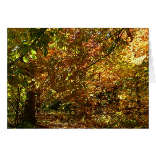 Otoño de otoño II Fotografía de otoño amarilla
