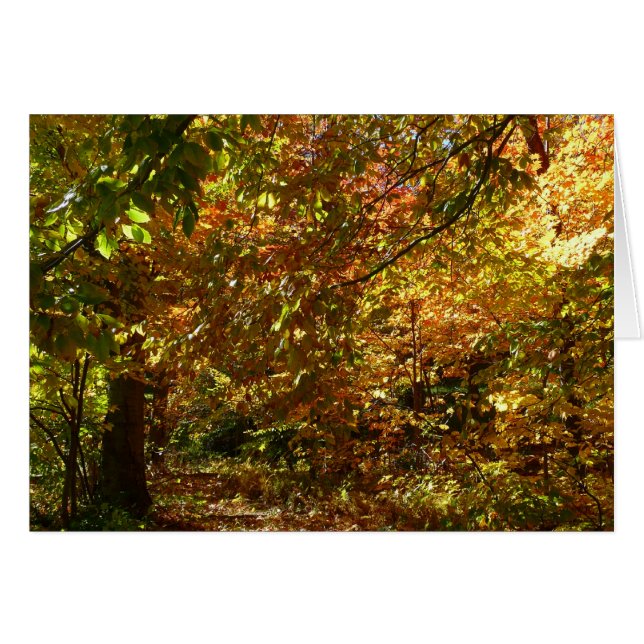 Otoño de otoño II Fotografía de otoño amarilla (Anverso (Horizontal))
