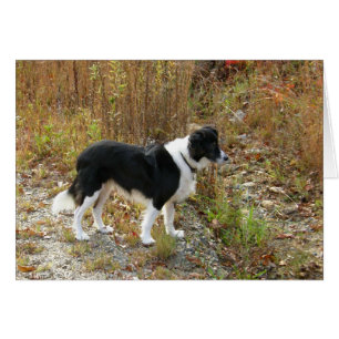 Otoño del border collie