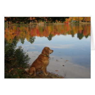 Otoño del golden retriever en el lago
