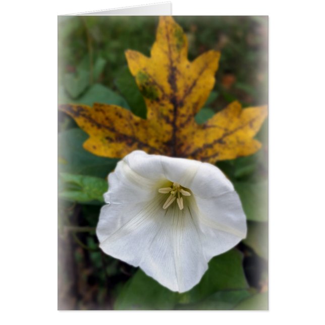 otoño después del verano (Frente)