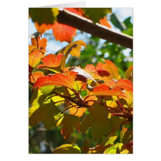 Otoño en Canberra (Frente)