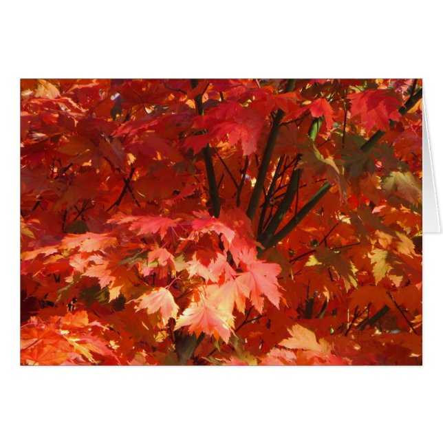 Otoño en Canberra (Anverso (Horizontal))