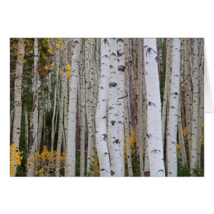 Otoño en el Aspen