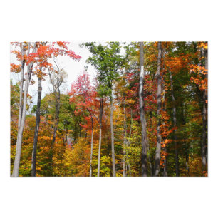 Otoño en el bosque Fotografía colorida de otoño