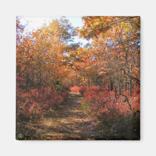 Otoño en imán del ~ de Nueva Inglaterra 32