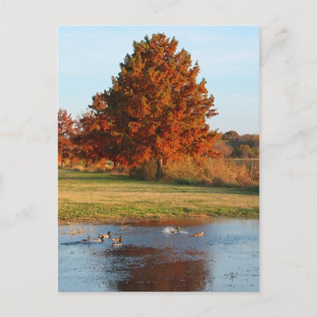 Otoño en la postal de Park (Anverso)