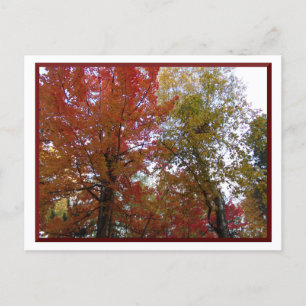 Otoño en la postal norte de Minnesota