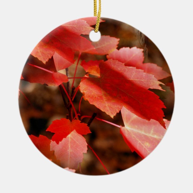 Otoño Rojo deja el ornamento de la naturaleza (Frente)