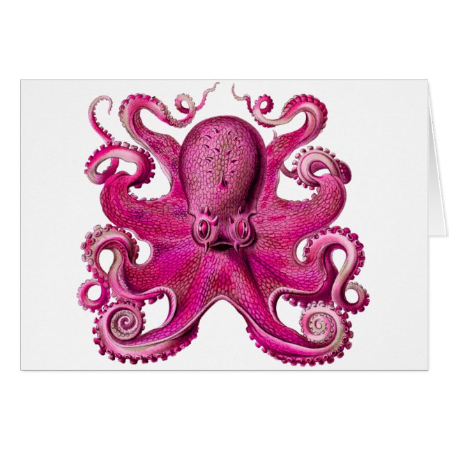 Otopus Haeckel rosa (Anverso (Horizontal))