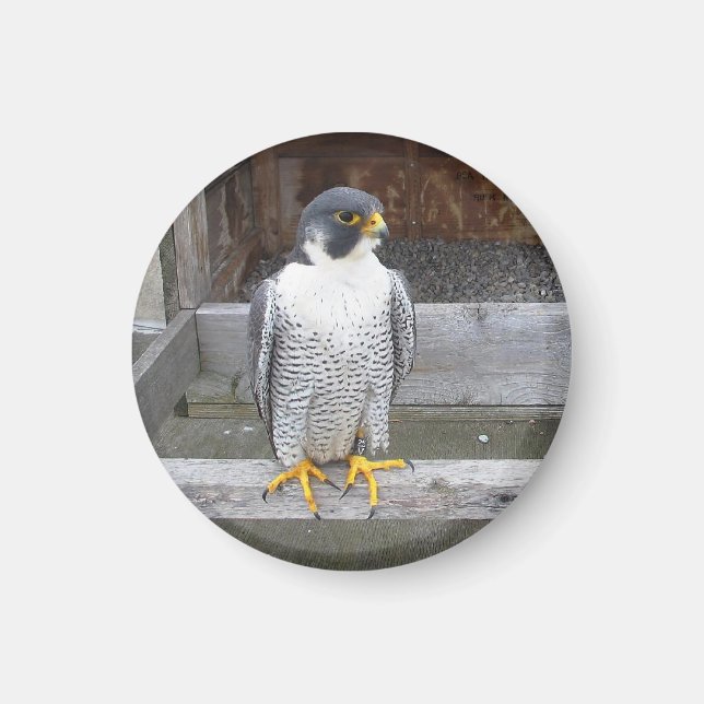 Otro imán de Archer (Frente)