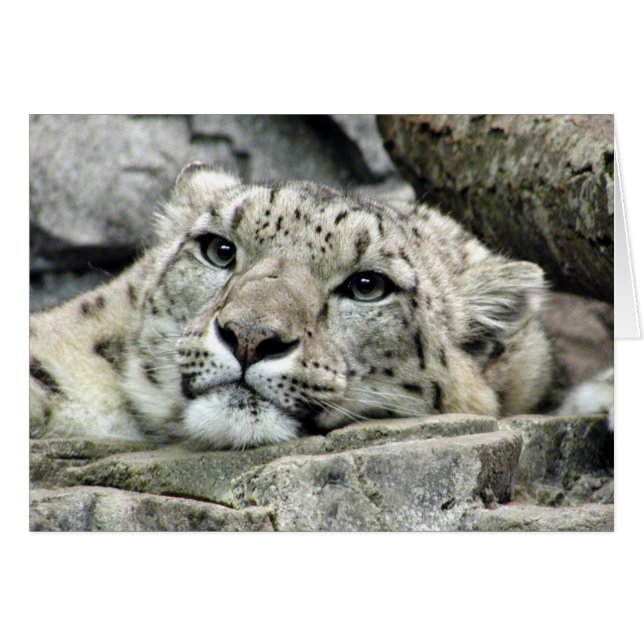 Otro leopardo de nieve del lunes (Anverso (Horizontal))