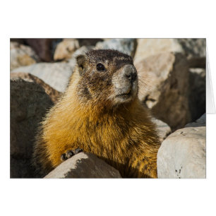 Otro retrato de marmota