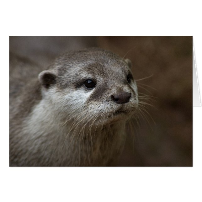 Otter (Anverso (Horizontal))