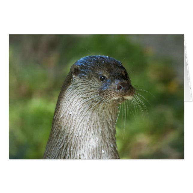 Otter (Anverso (Horizontal))