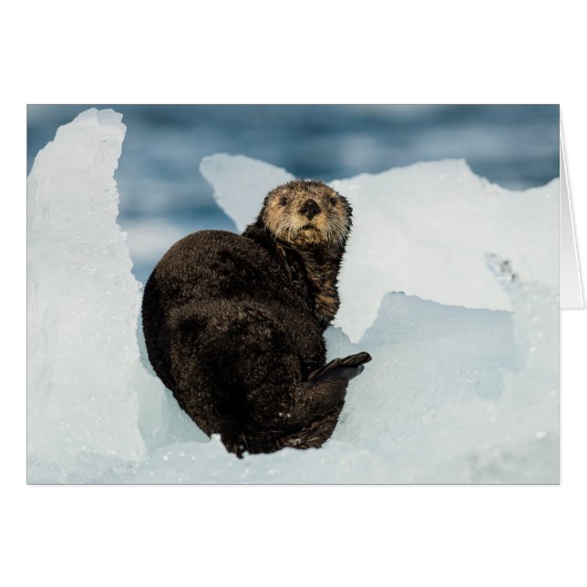 Otter marino de reposo (Anverso (Horizontal))