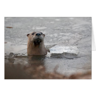 Otter North American River