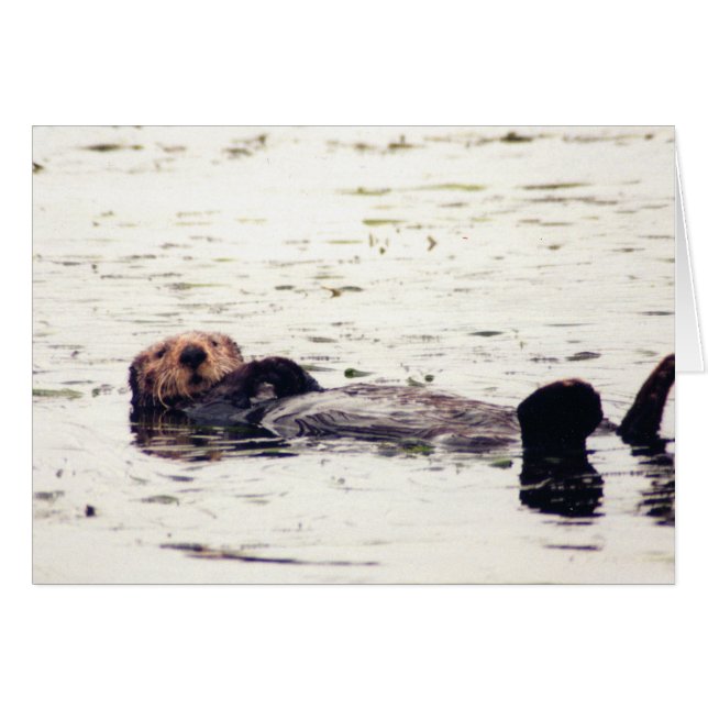 Otter Raft (Anverso (Horizontal))