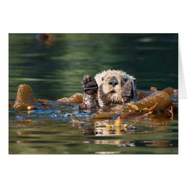 Otter Sea Otter (Anverso (Horizontal))