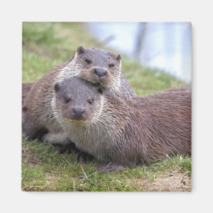 Otterly en imán del amor