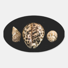 Cowrie Cones 2 Pegatina