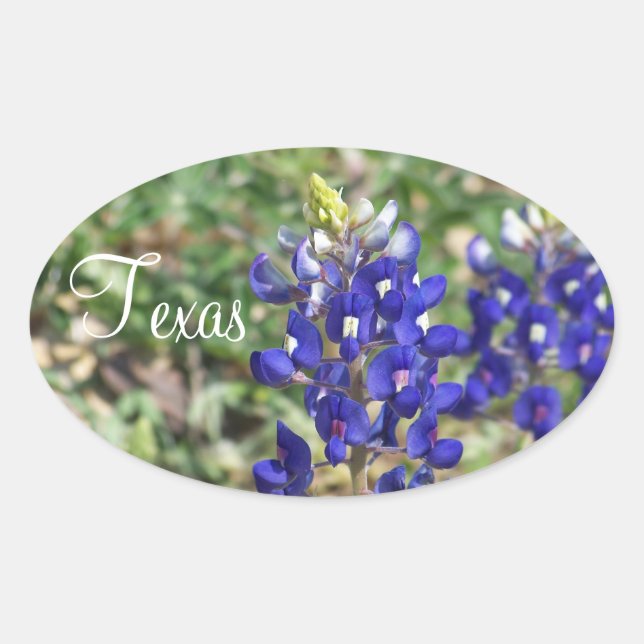 Ovalada Hermoso Pegatina de Flores Silvestres de Texas Blu (Anverso)
