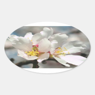 Ovalada La almendra blanca florece pegatina