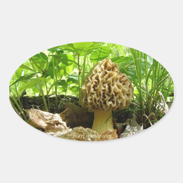 Ovalada Morel Mushroom - Pegatina "Al Escondirse" (Anverso)
