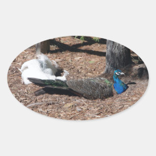 Ovalada Pegatina de faisanes azules y blancos indios