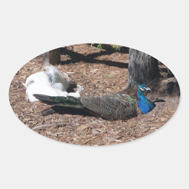 Ovalada Pegatina de faisanes azules y blancos indios (Anverso)