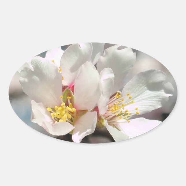 Ovalada Pegatina de flores de almendra blanca (Anverso)