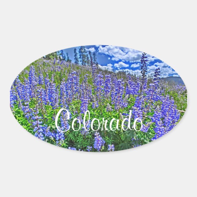 Ovalada Pegatina de flores silvestres de Colorado (Anverso)