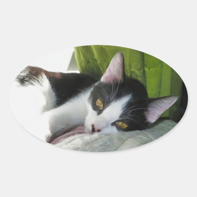 Ovalada Pegatina de gatos acogedor de Tuxedo (Anverso)