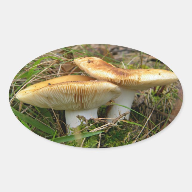 Ovalada Pegatina de hongos doble (Anverso)