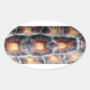 Ovalada Pegatina de la concha de Sulcata