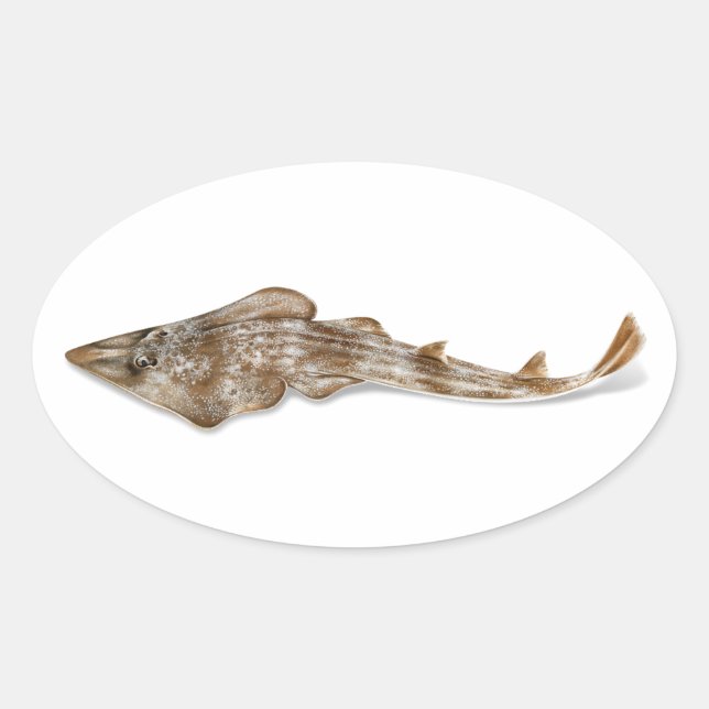 Ovalada Pegatina de la guitarfish atlántica (Anverso)