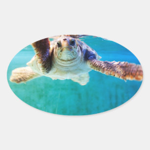 Ovalada Pegatina de Loggerhead #4