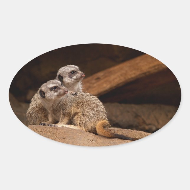 Ovalada Pegatina de Meerkat Oval (Anverso)